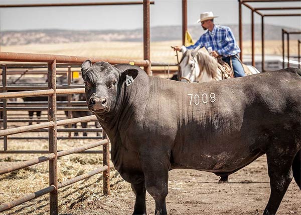 2018 Bull Sale