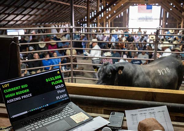 2020 Bull Sale